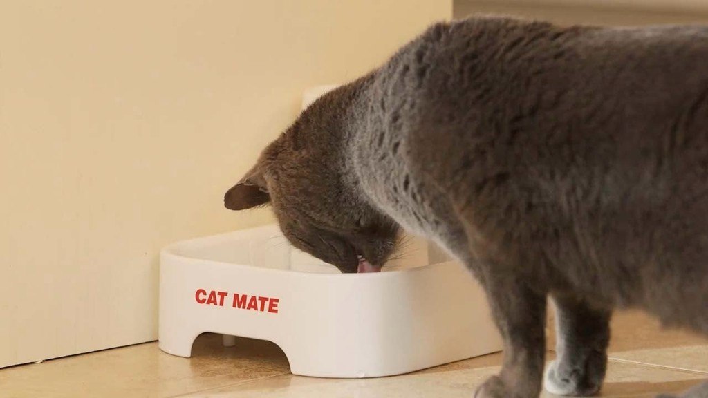 best automatic cat feeder wet food refrigerated