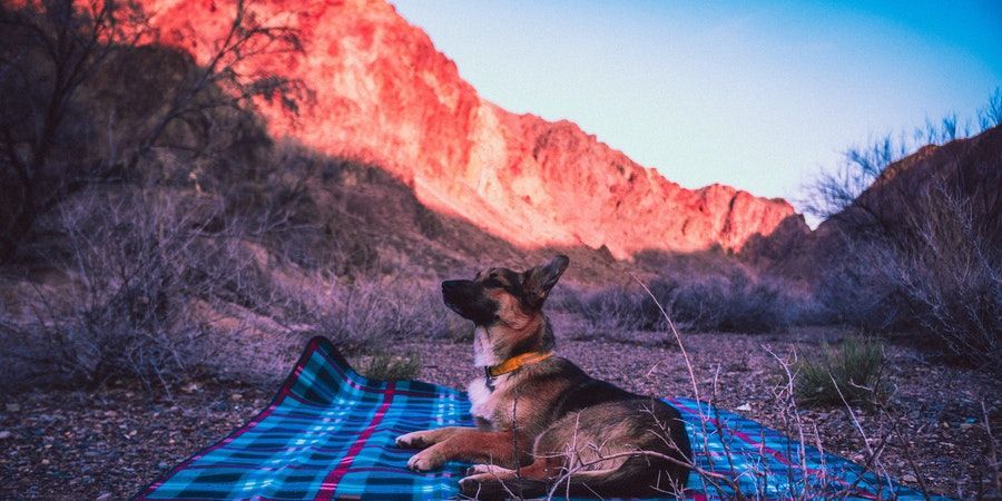 best dog bed for german shepherd