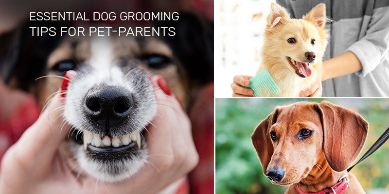 Grooming Basics to Keep Your Dog Healthy