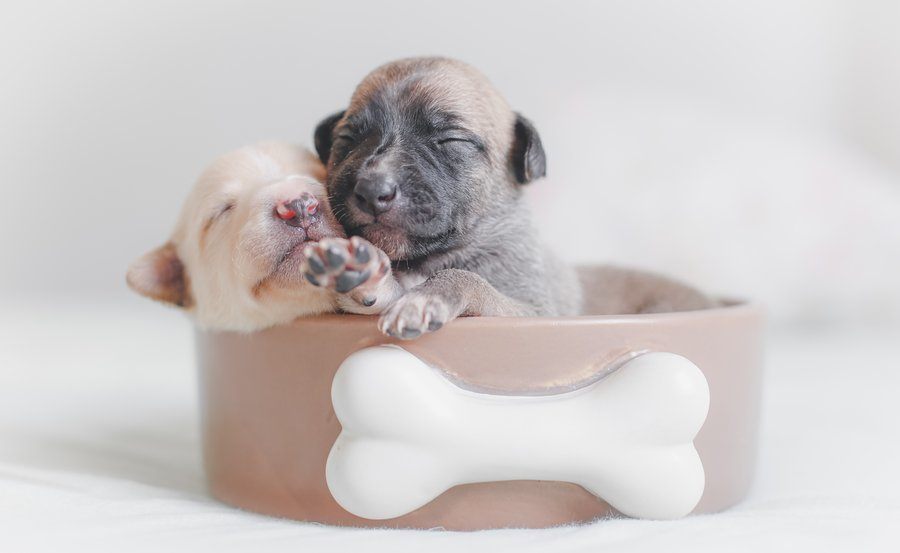 Sleeping puppies