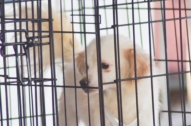 How Much Time Does It Take To Train A Puppy For Crates