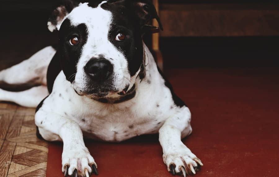 Top 7 Ways to Bulk Up Your Pitbulls