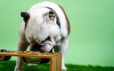 5 Things To Consider in Choosing The Best Auto Dog Food Dispenser