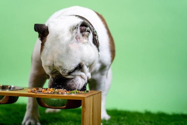 Choosing The Best Auto Dog Food Dispenser