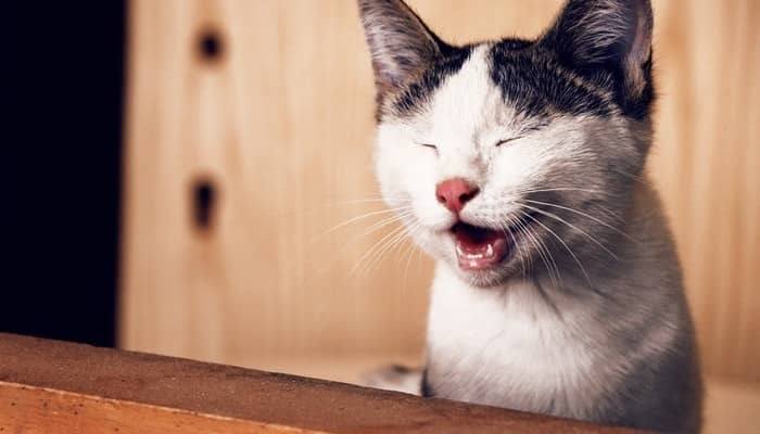 A Guide to Getting Your Cat in a Pet Carrier 1 A Guide to Getting Your Cat in a Pet Carrier