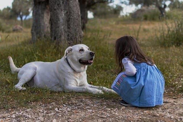 How to Create the Perfect Outdoor Space for Kids and Dogs