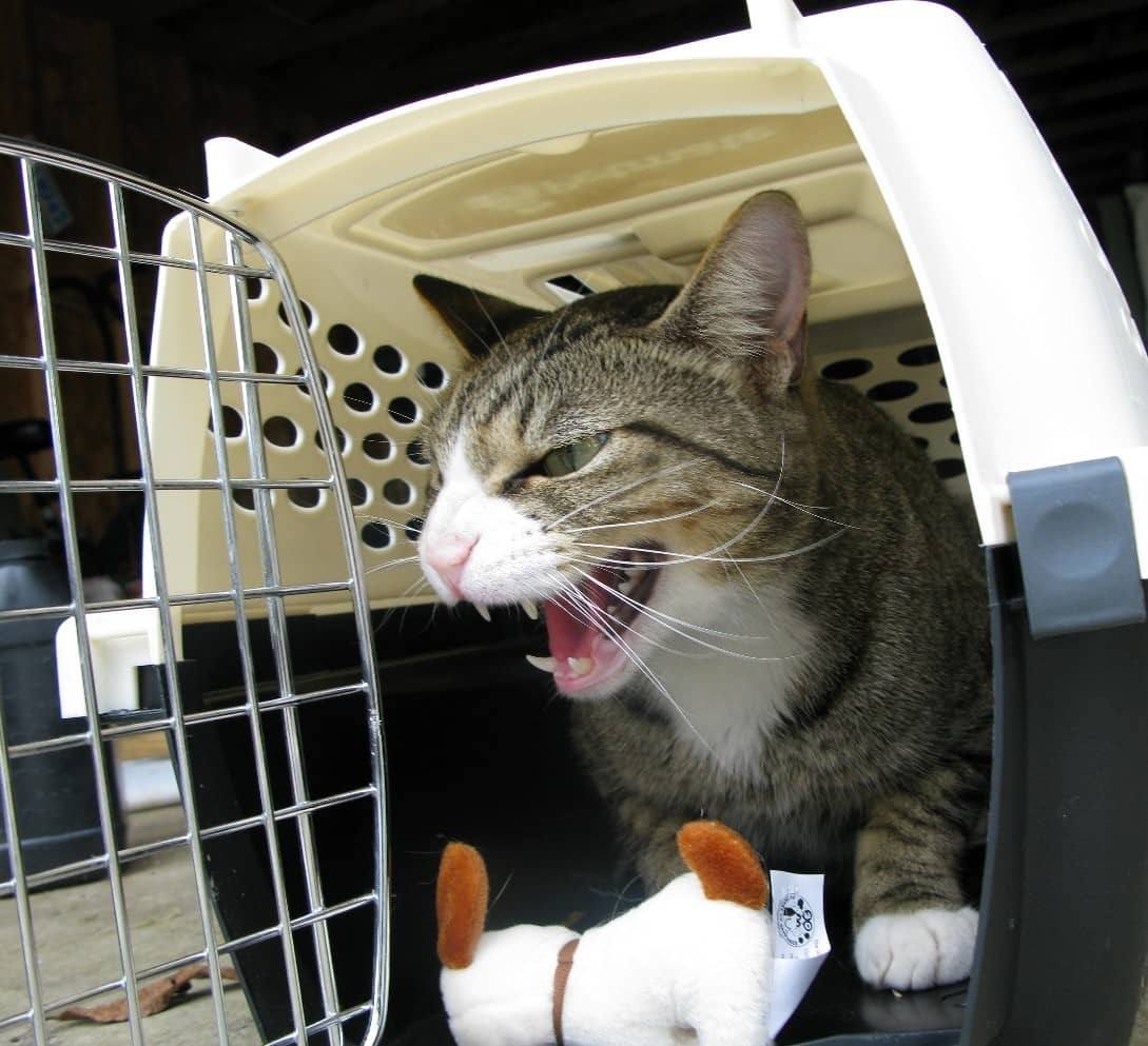 How to Get an Aggressive Cat into A Carrier Step By Step Guide