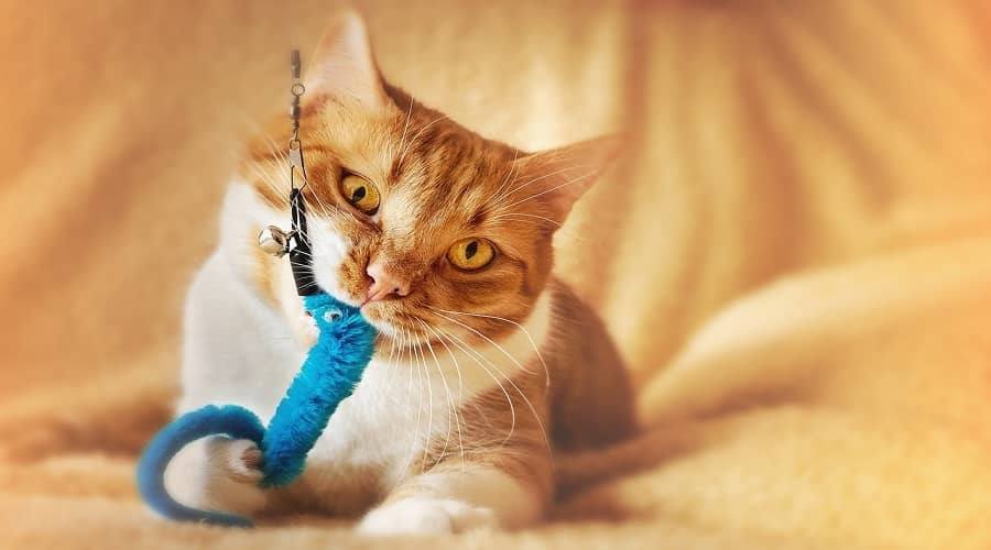 Best Interactive Cat Toys For Indoor Cats