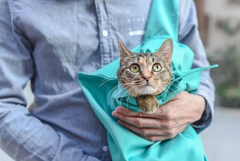 Buying A Cat Carrier Pouch