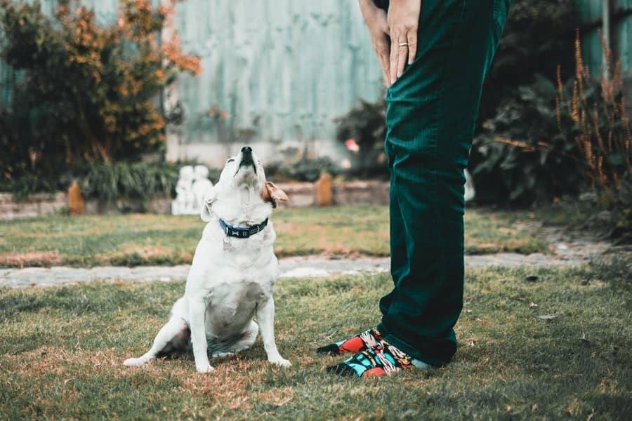 Train Your Dog to React to His Name