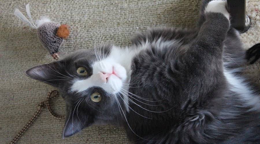 best cat toys for boredom