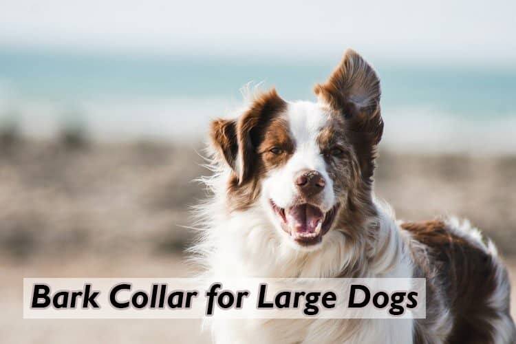 how bark collars are good for large dogs