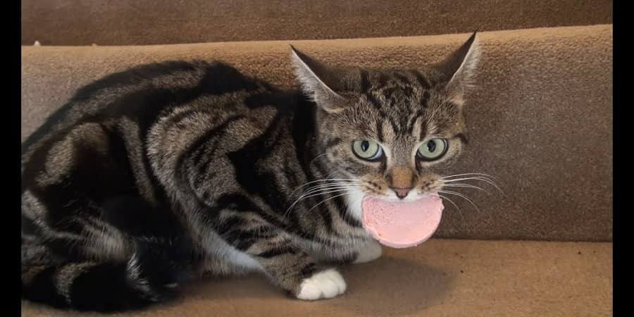 Can Cats Eat Bologna? | Petshaunt