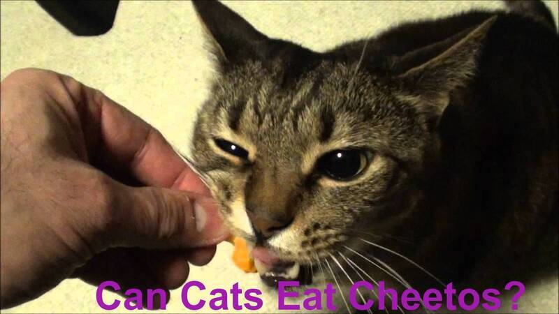 Can Cats Eat Cheetos