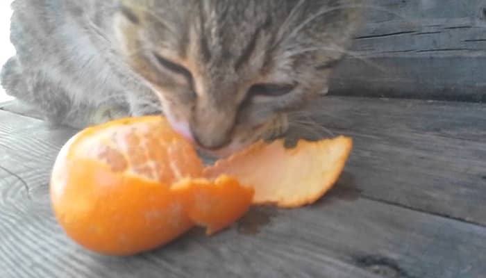 Can Cats Eat Oranges