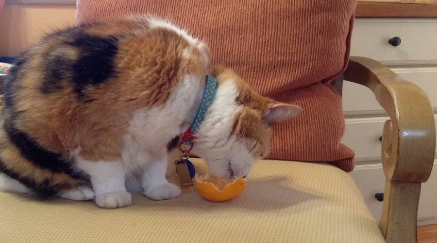 Can Cats Eat Mandarin Oranges