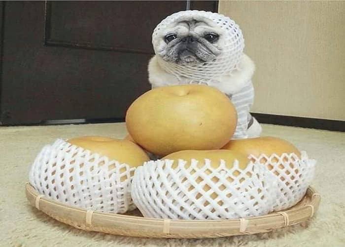 Can Dogs Eat Korean Pears