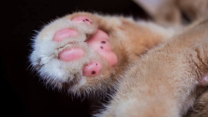 How Much Does It Cost To Declaw A Cat 