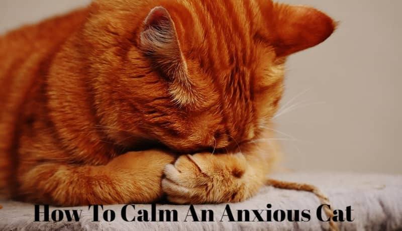 How To Calm An Anxious Cat