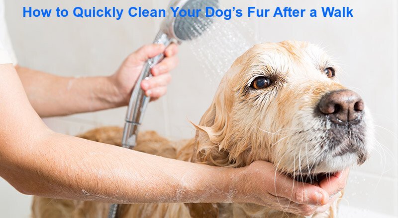 How to Quickly Clean Your Dogs Fur After a Walk