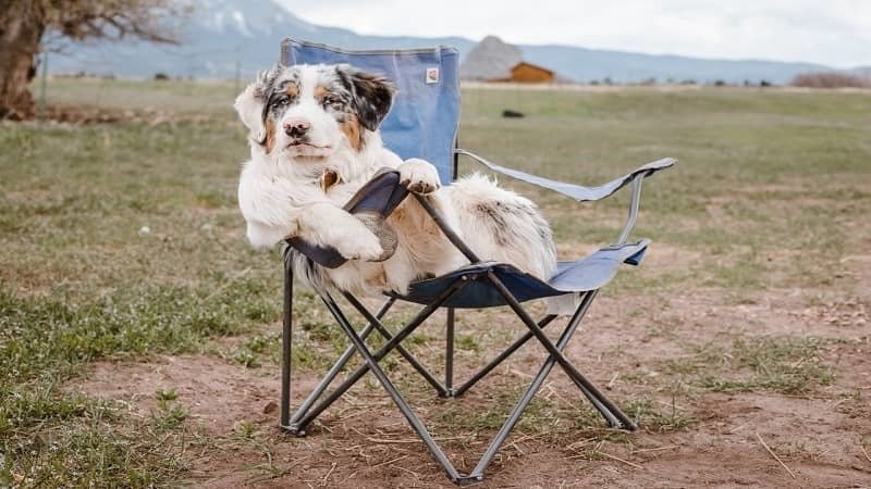 Camping with Your Pet