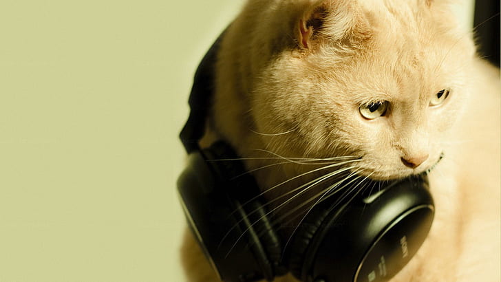 Best Cat Proof Headphones Reviews