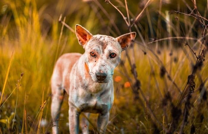 Common Skin Disease in Dogs