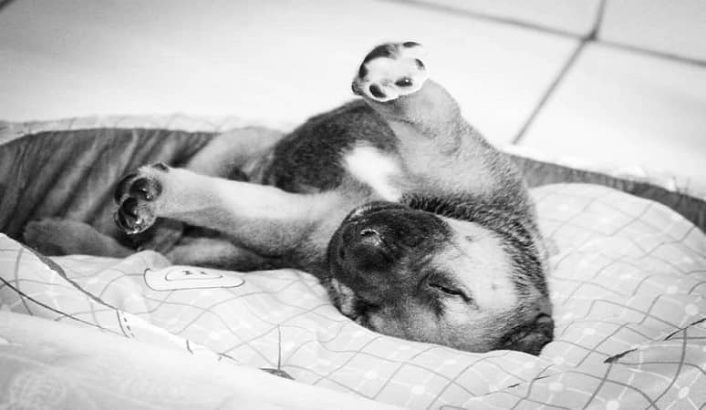 Luxury Bean Bags For Dogs: A Buying Guide