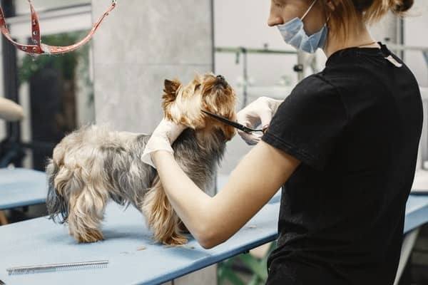 Common Dog Body Injuries While Grooming