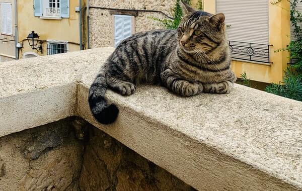 How to Keep Cat From Jumping Off Balcony