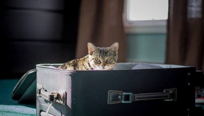 How to Travel With a Cat Who Freaks Out on Planes
