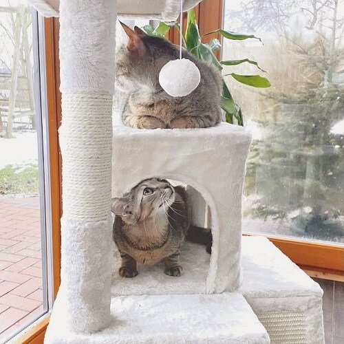 cat tree with scratching post