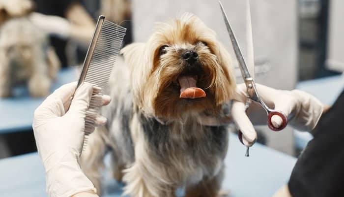 common dog grooming injuries