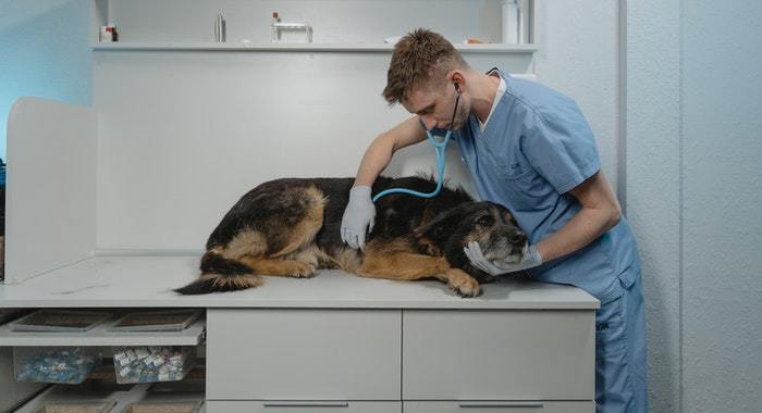 How to Choose the Right Vet For Your Pet