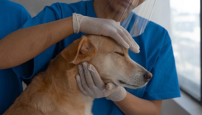 What every pet owner should know about emergency vet services