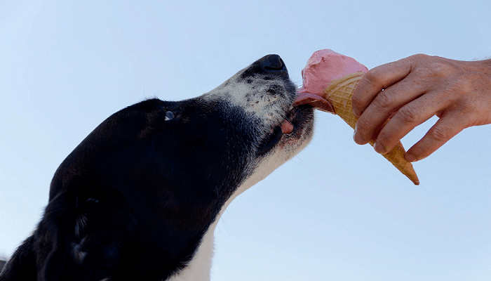 How You Choose The Healthiest Food For Your Dog