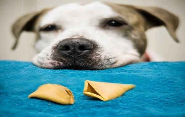 Can Dogs Eat Fortune Cookies