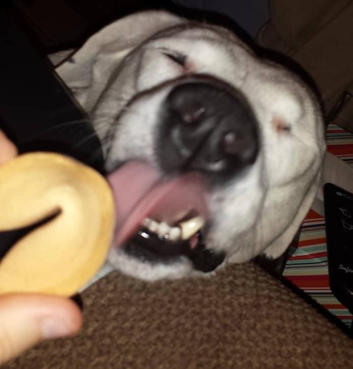 Can Dogs Eat Fortune Cookies