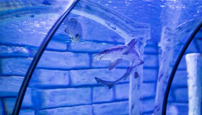 Saltwater Fish Tank Maintenance Tips