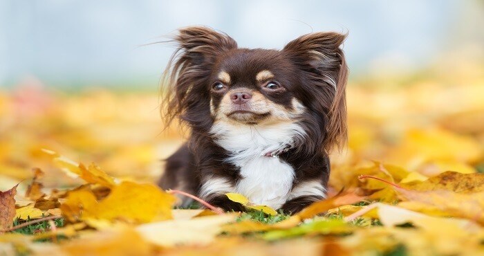 Rawhide For Dogs Is It Safe For Your Chihuahua