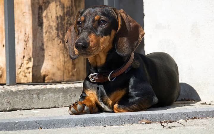 The Different Types of Dachshunds