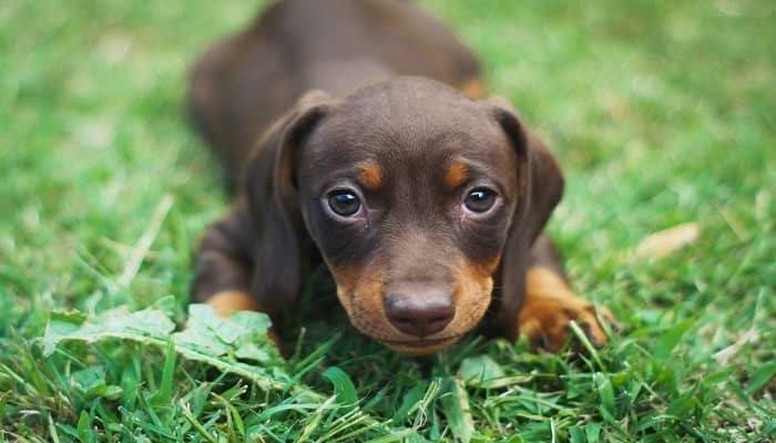 What type of Dachshund is most popular