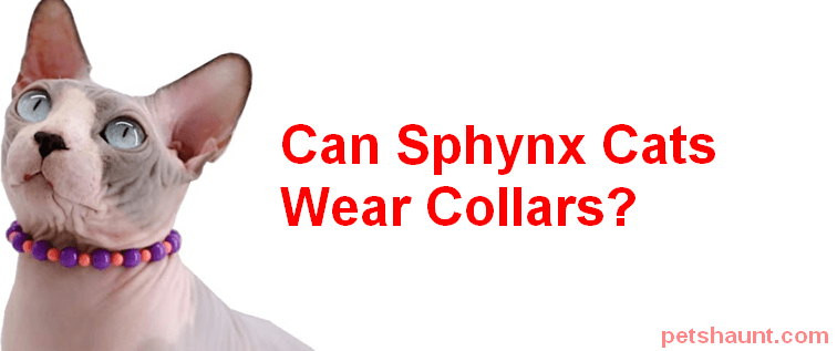 Can Sphynx Cats Wear Collars