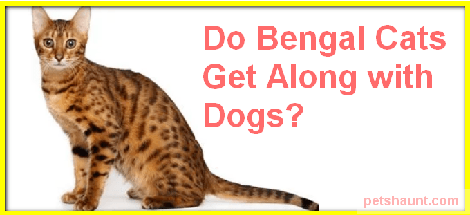 Do Bengal Cats Get Along With Other Dogs