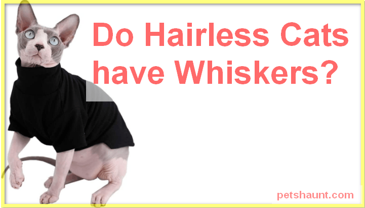 Do hairless cats have whiskers on their mouth
