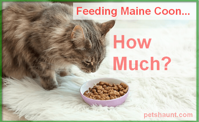 How Much To Feed a Maine Coon Kitten
