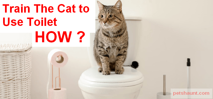 How To Train a Bengal Cat to Use the Toilet properly