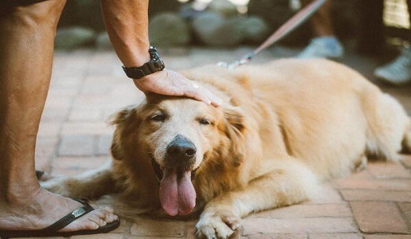 Peace of Mind When Hiring a Walker