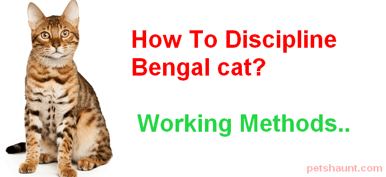 how to discipline a bengal cat