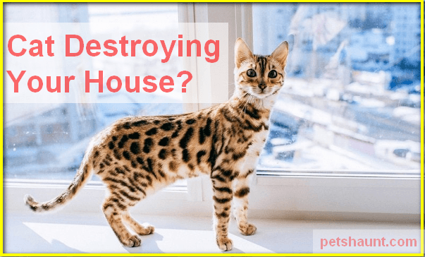 will-bengla-cat-damage-my-house-furniture